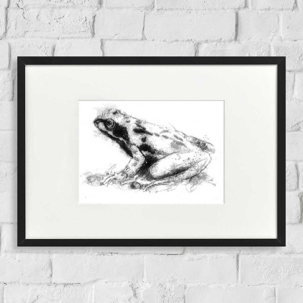 Common frog