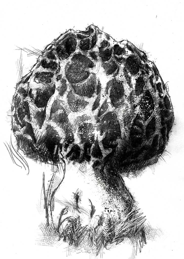 Fungi