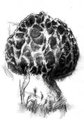 Fungi
