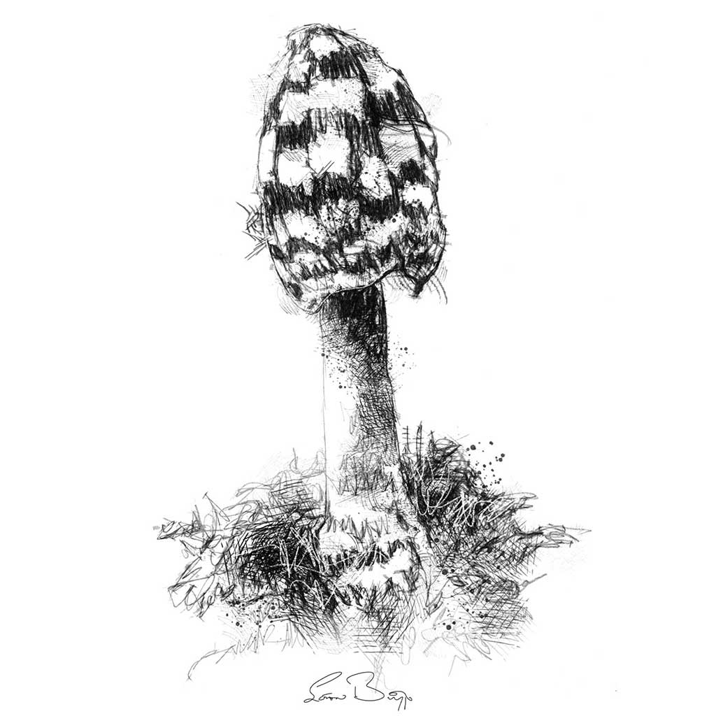 Fungi