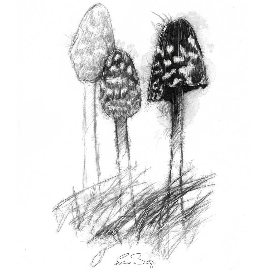 Magpie fungi