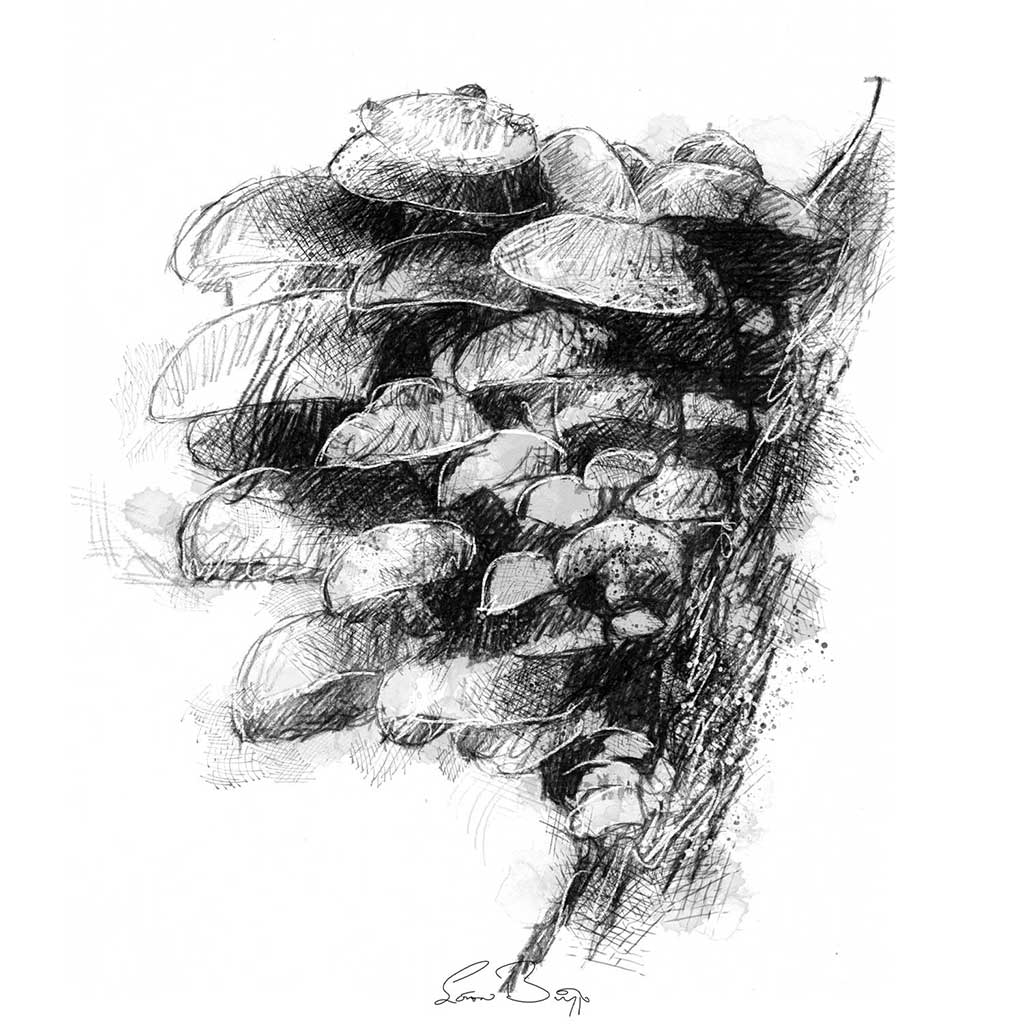 Fungi bunch