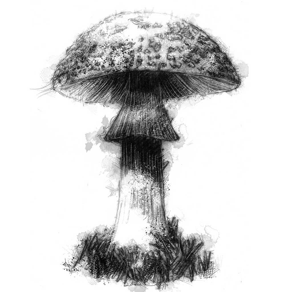 Fungi