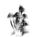 Fungi