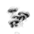 Fungi clutch