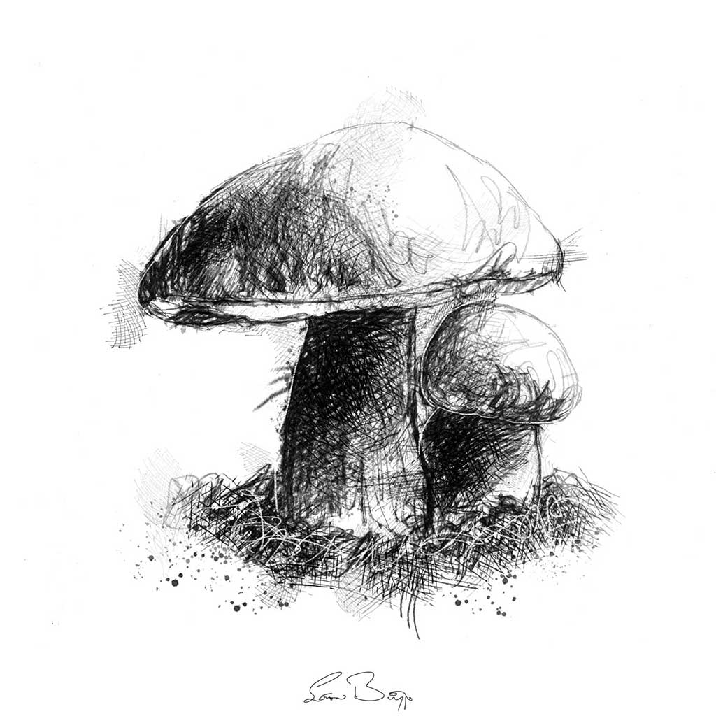 Large fungi