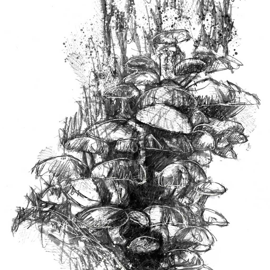 Fungi clump