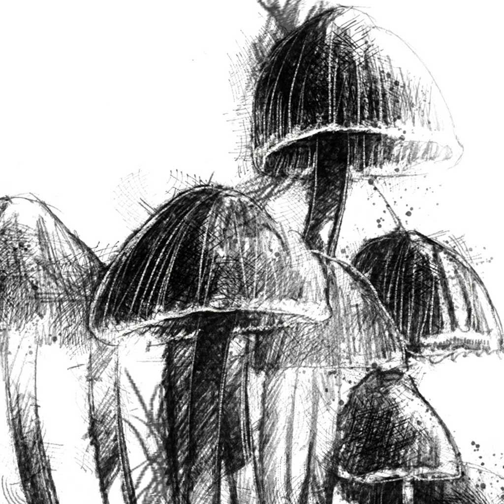 Fungi