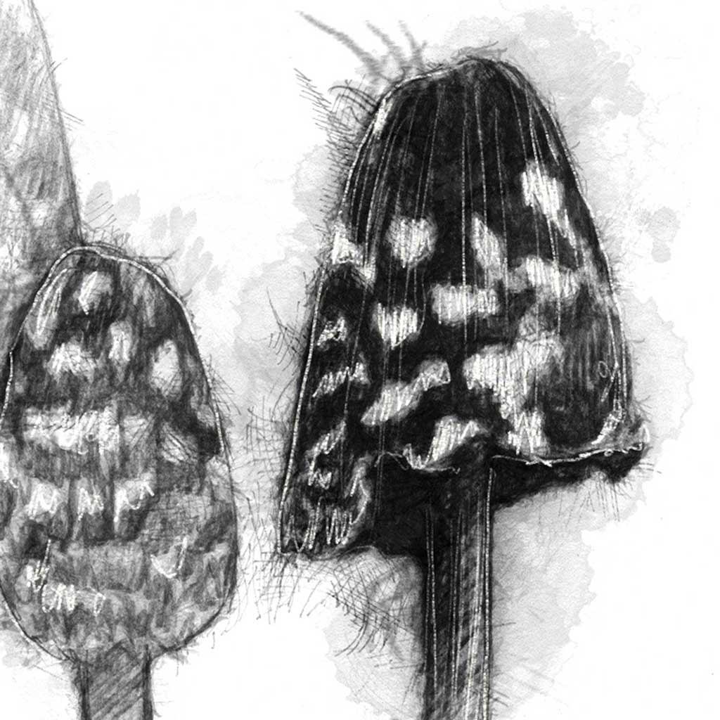 Magpie fungi