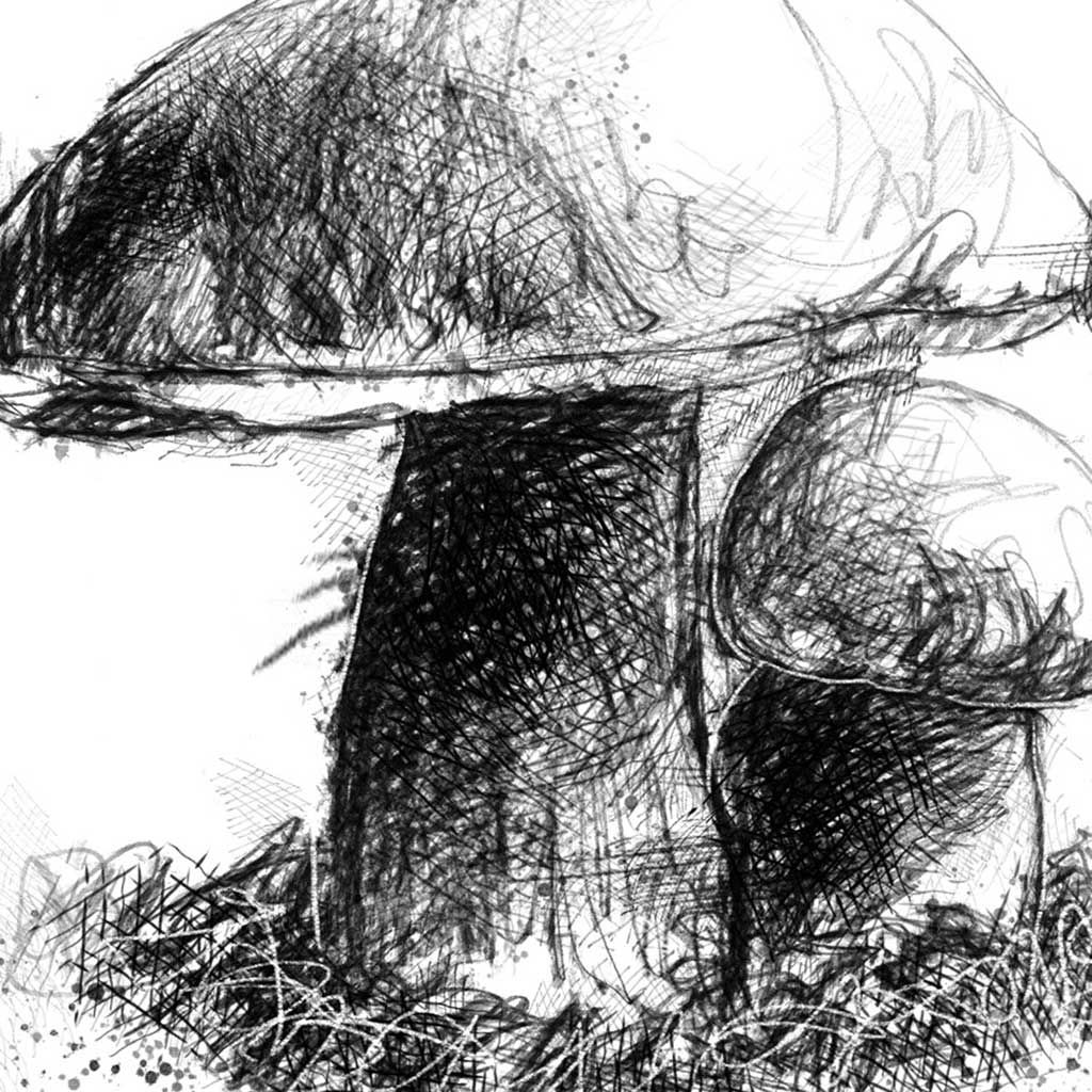 Large fungi