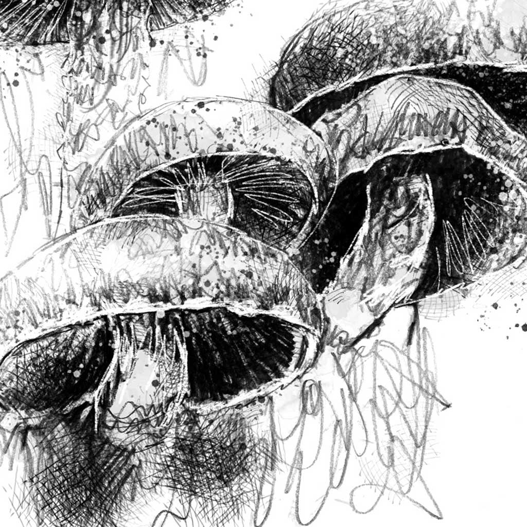 Fungi clutch