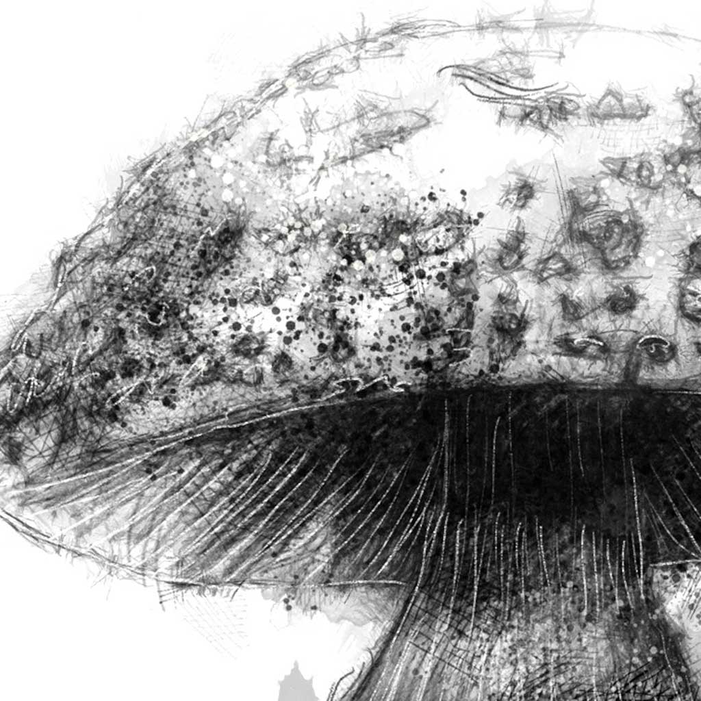 Fungi