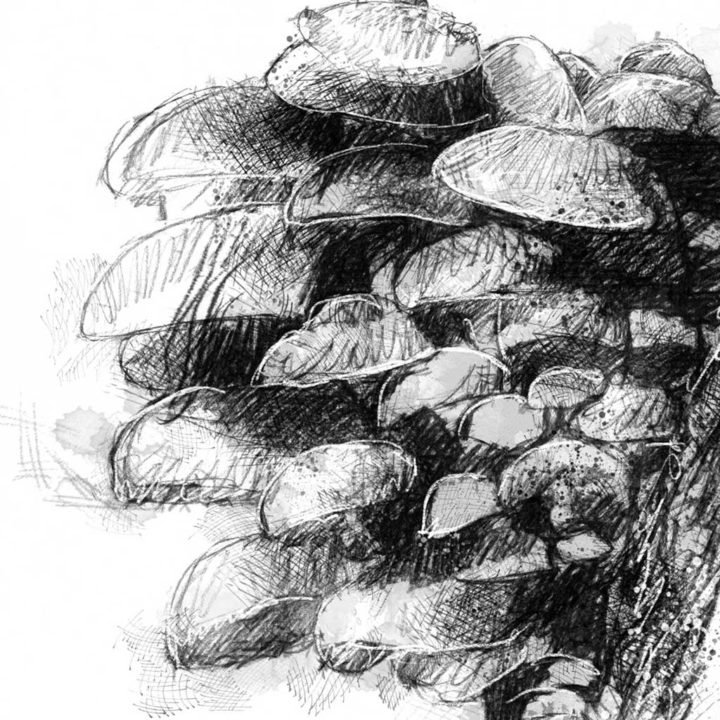 Fungi bunch