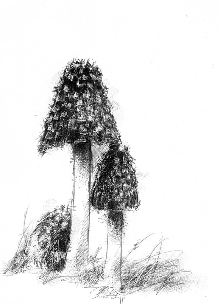 Toadstools