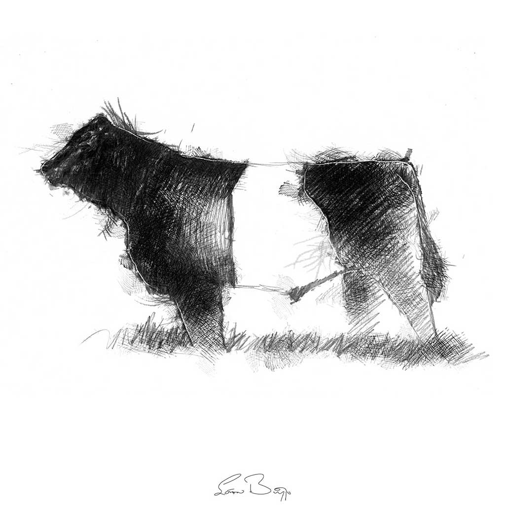 Belted Galloway bull