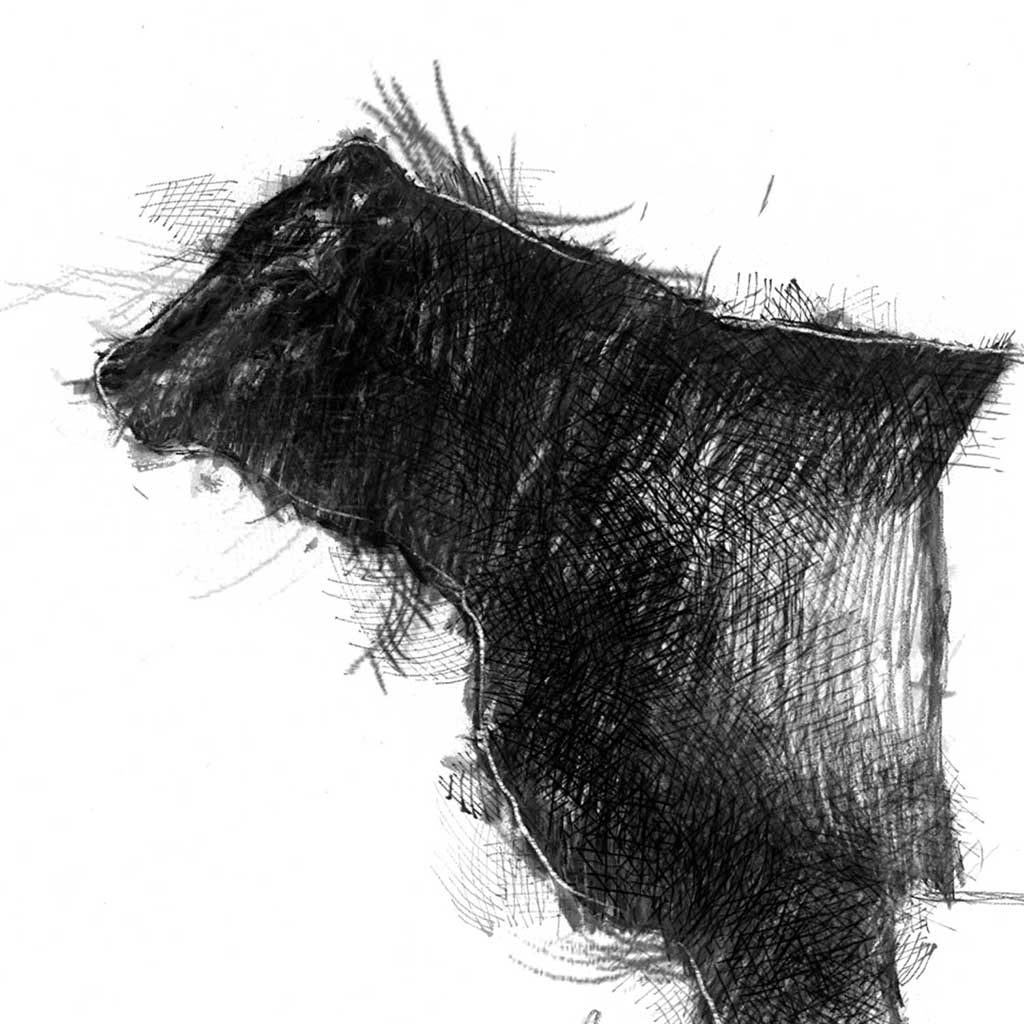 Belted Galloway bull