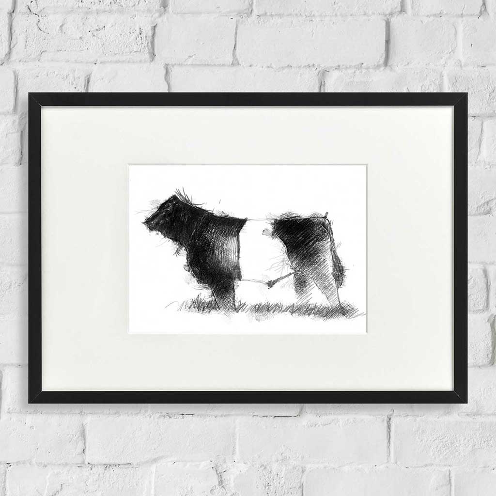 Belted Galloway bull