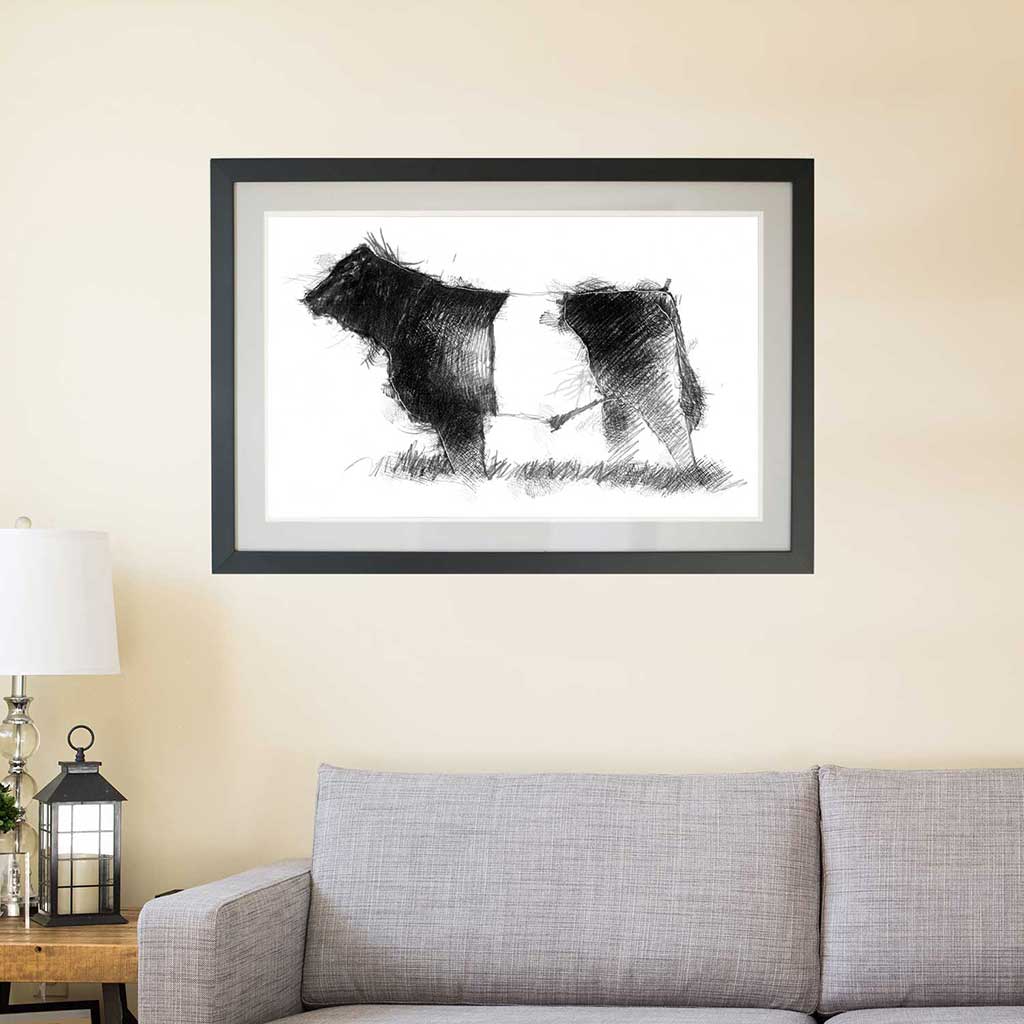 Belted Galloway bull