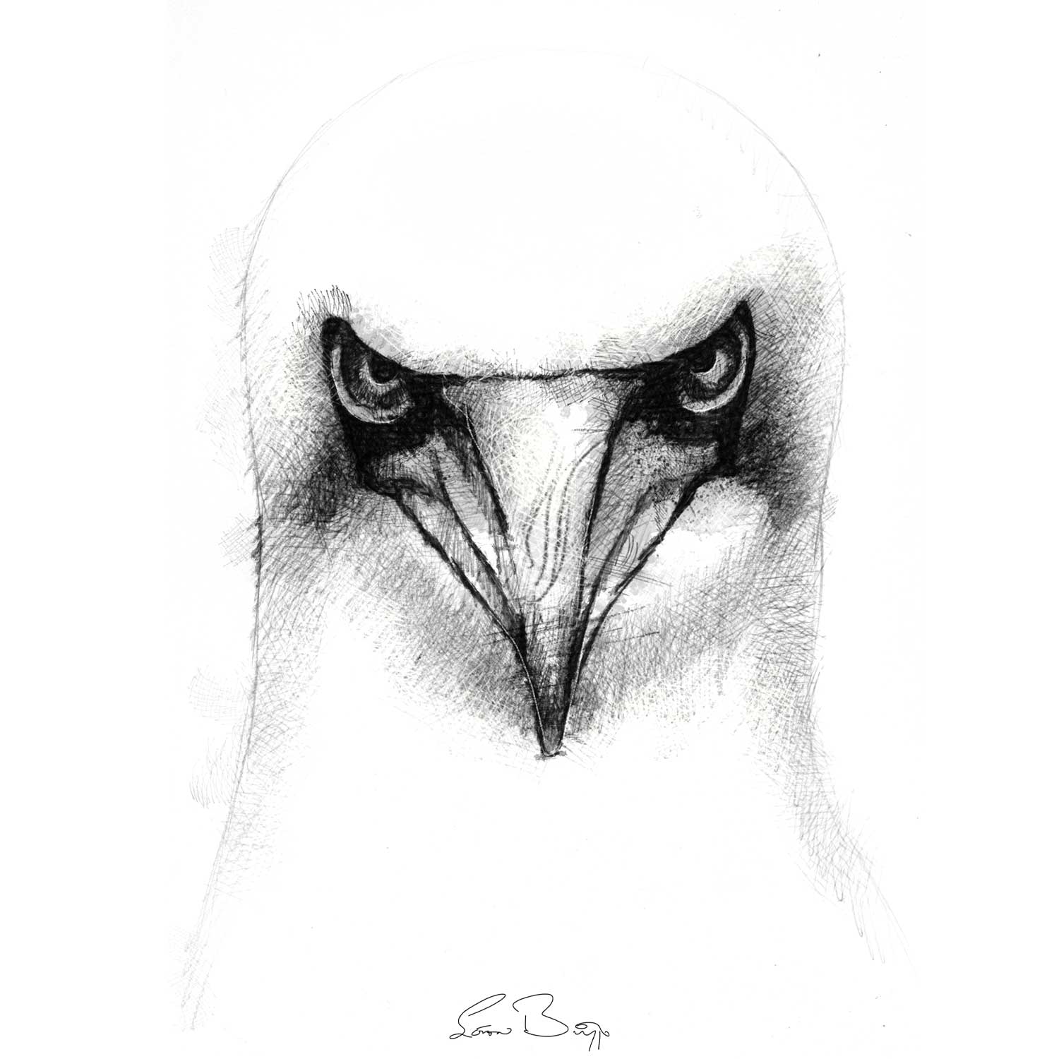 Gannet