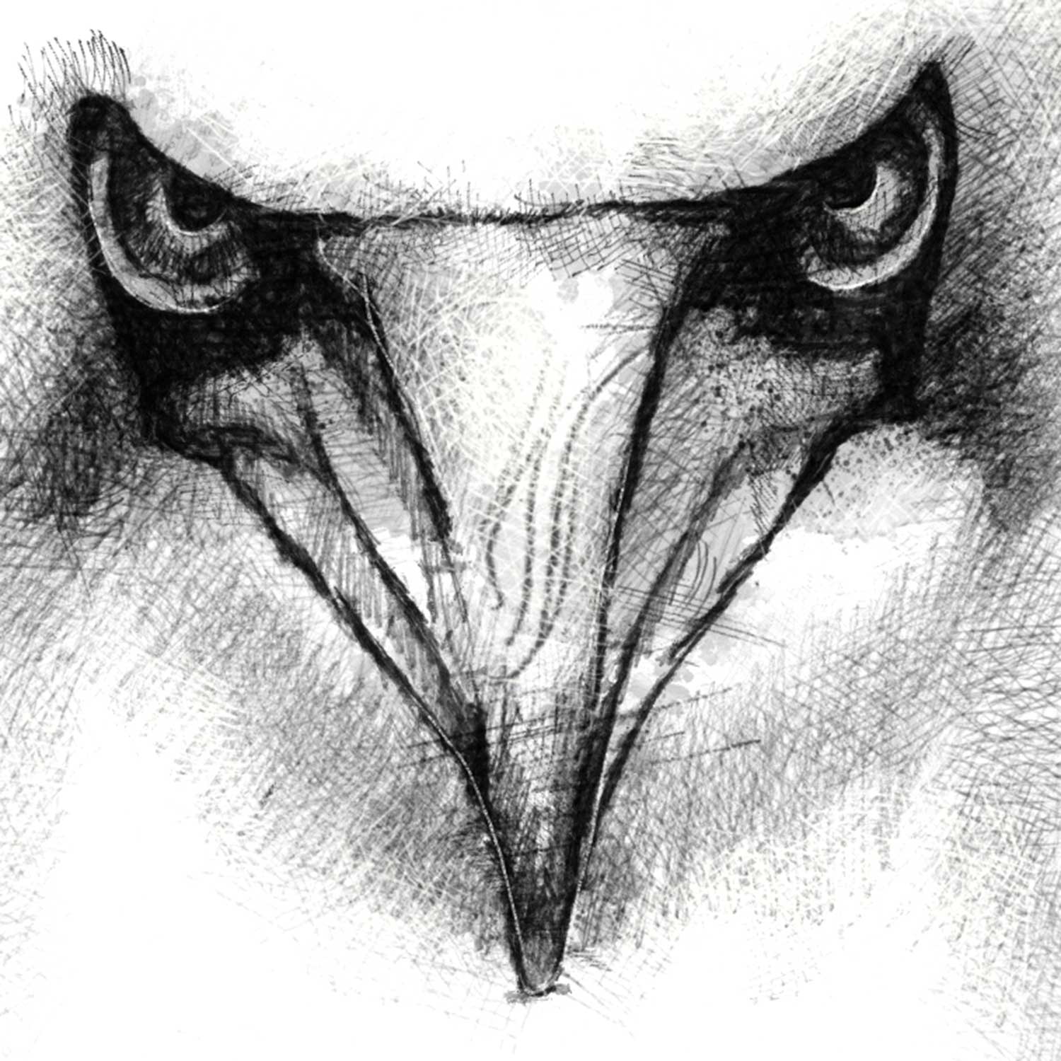 Gannet