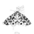 Garden tiger moth