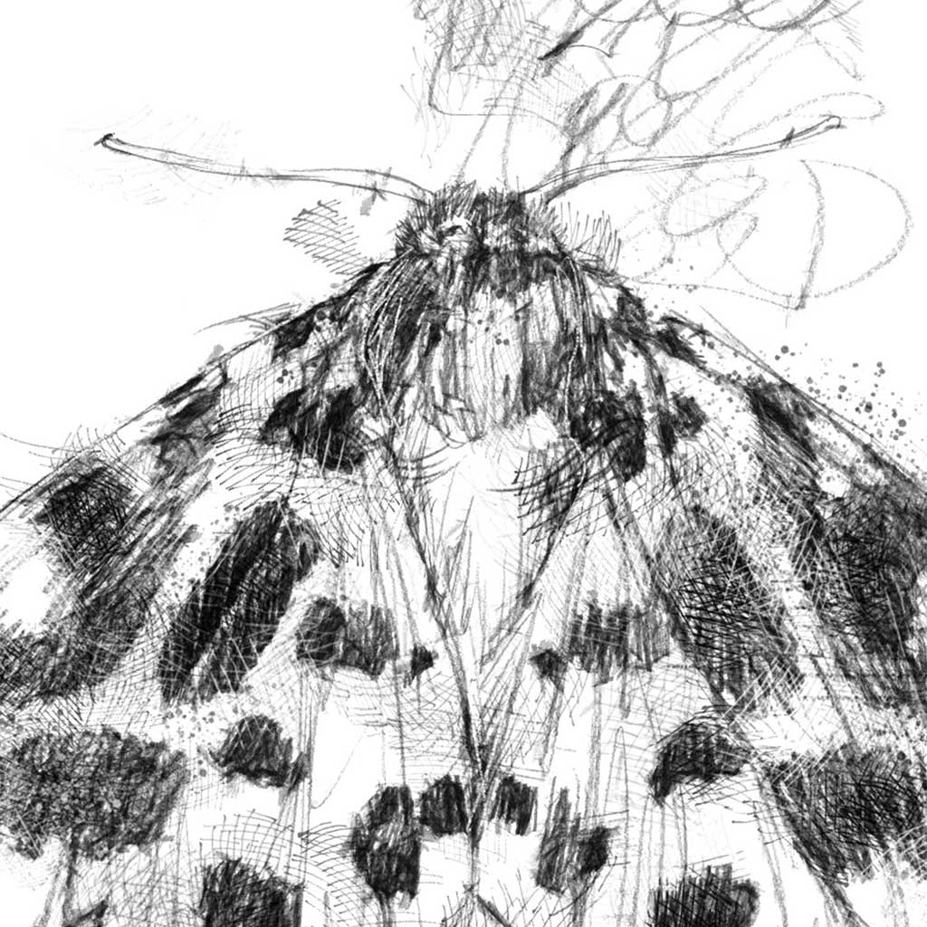 Garden tiger moth