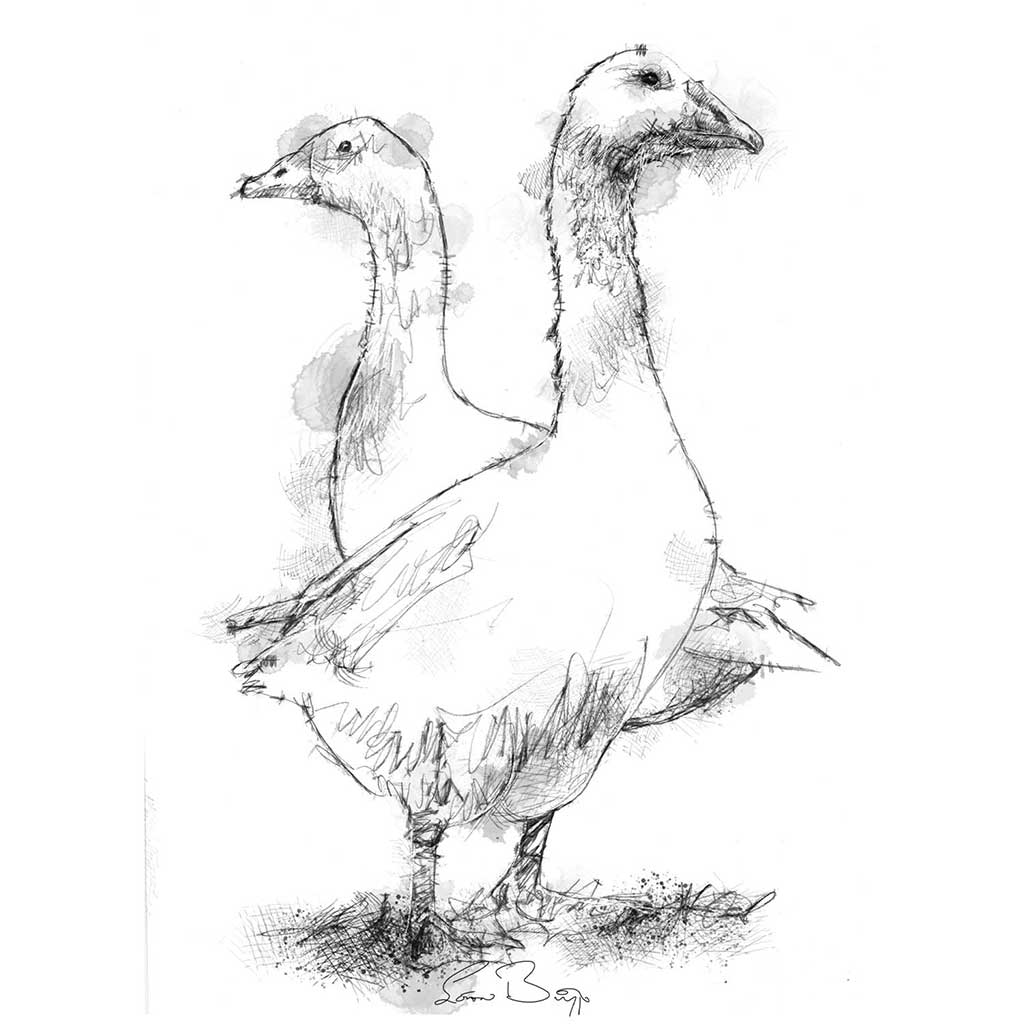 Geese