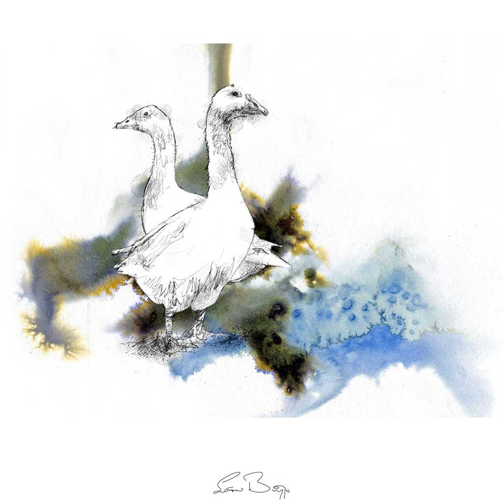 White Geese