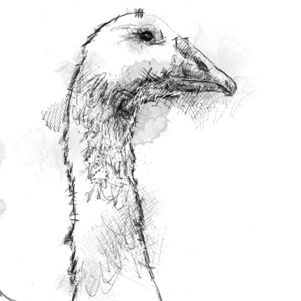 Geese