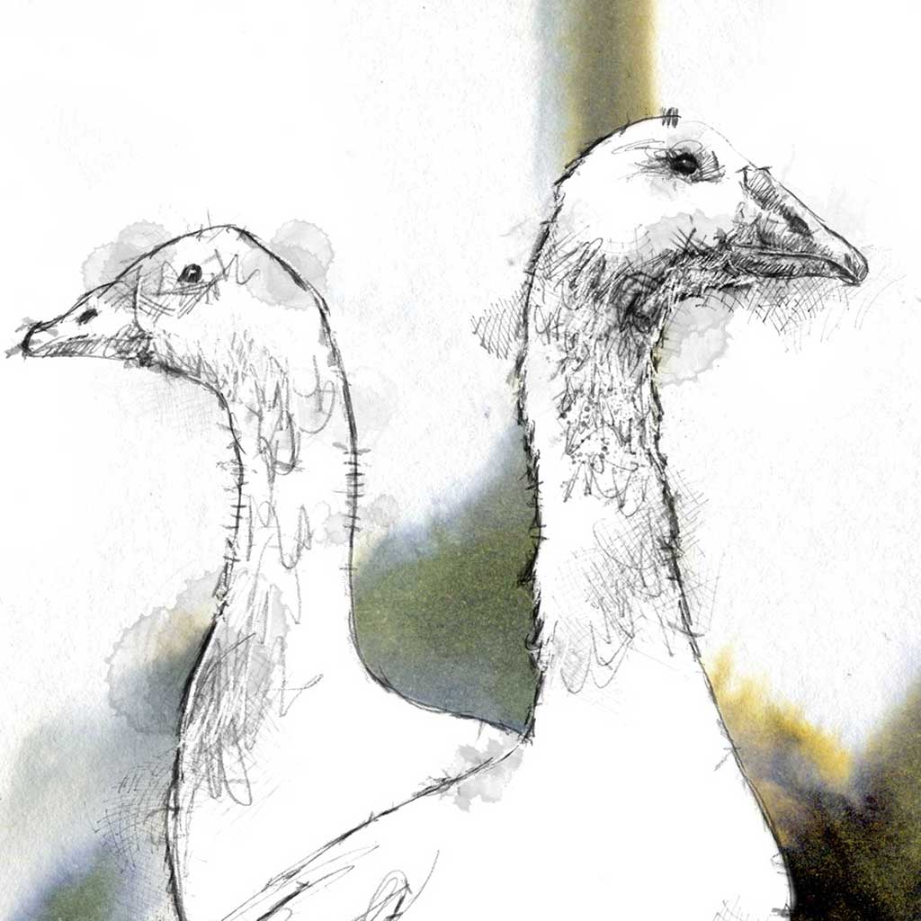 White Geese