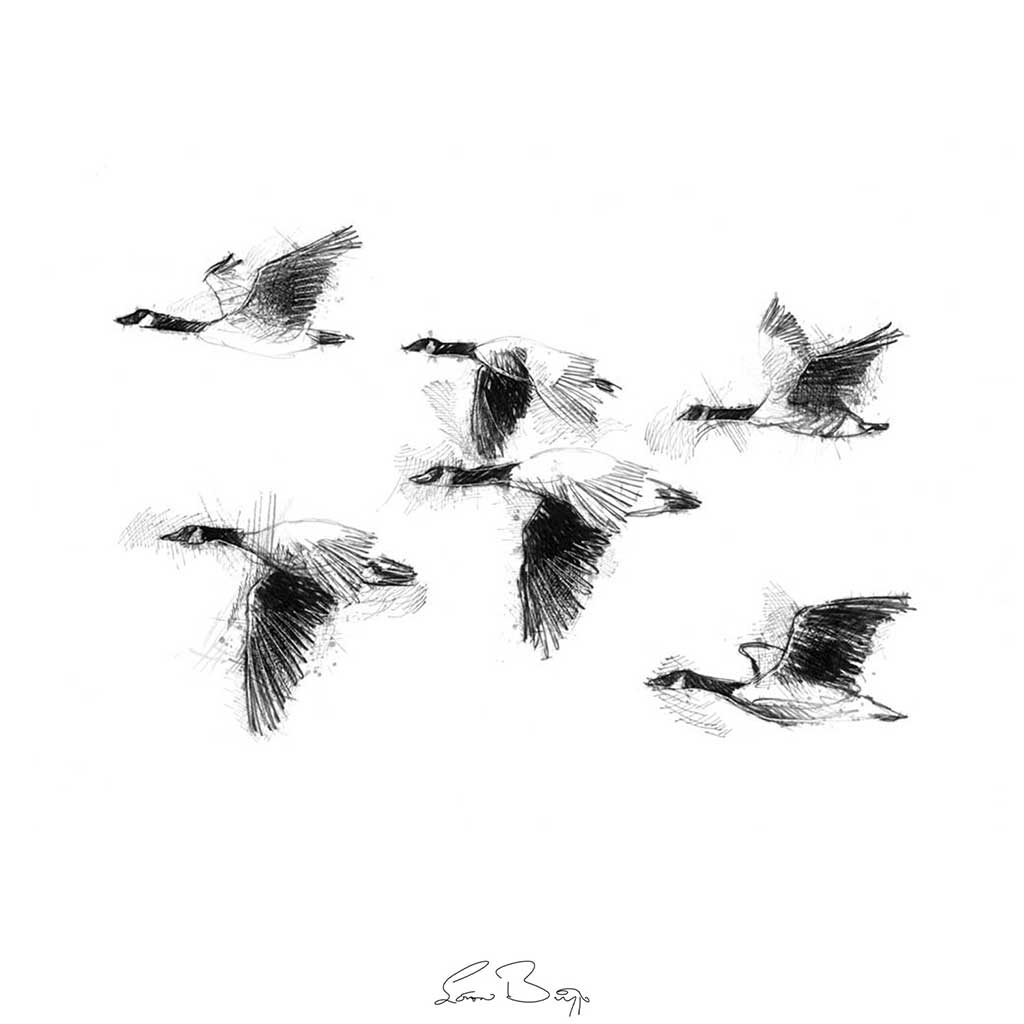 Geese flight