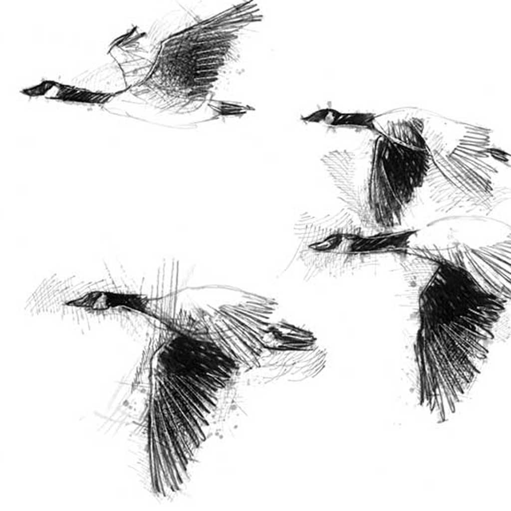 Geese flight