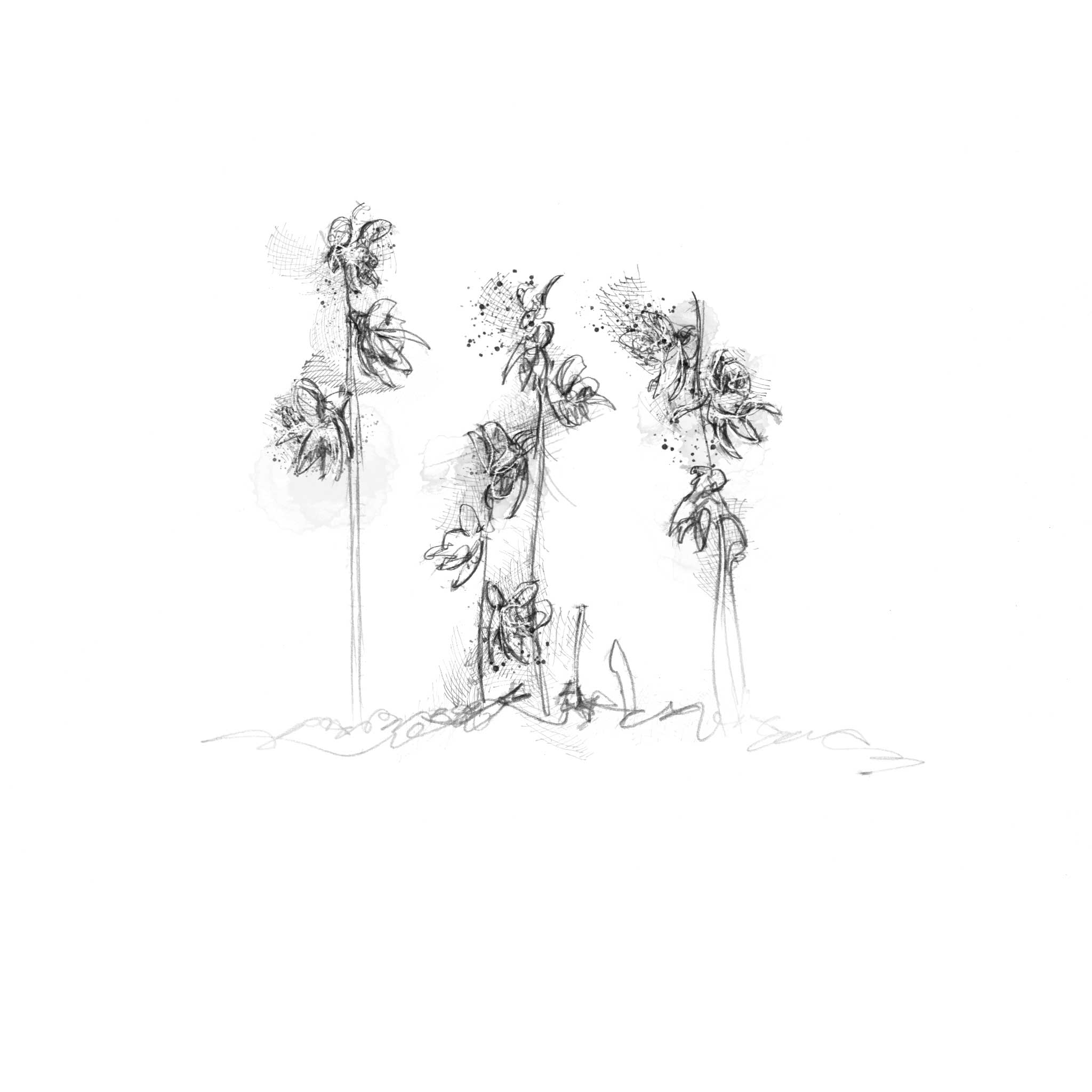 Ghost Orchid - BW Sketch