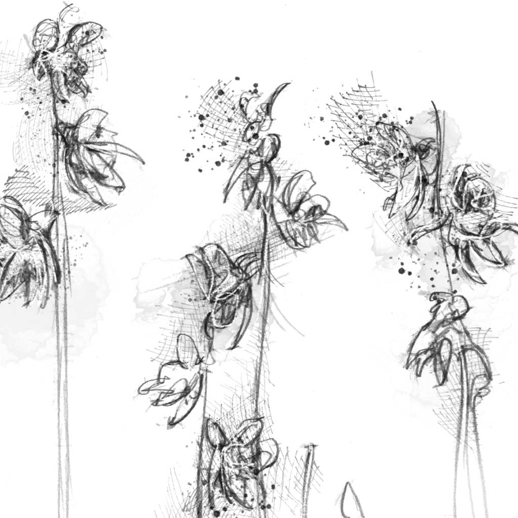 Ghost Orchid - BW Sketch