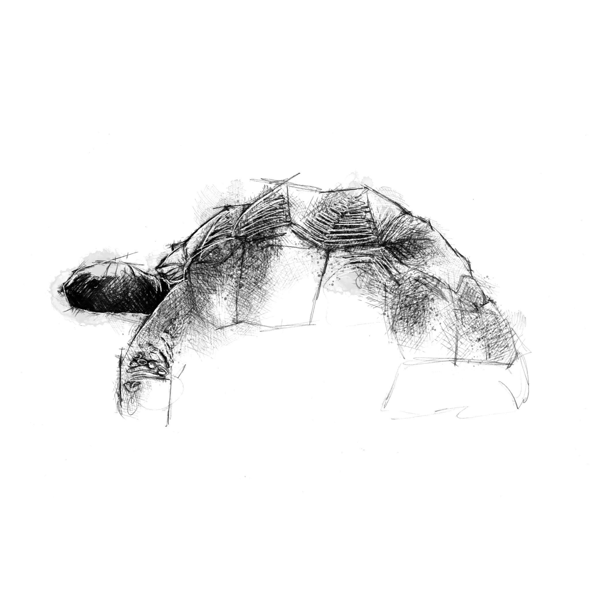 Giant Tortoise - BW Sketch