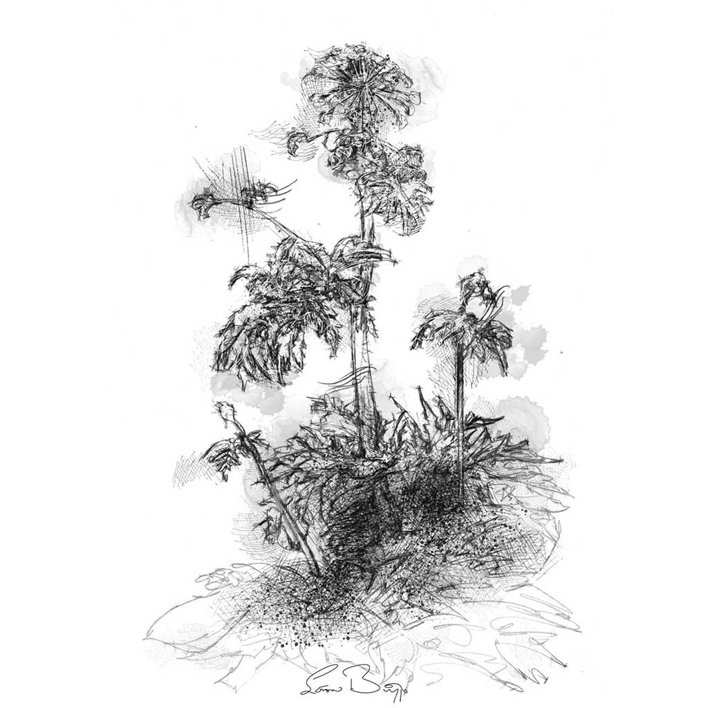 Giant hogweed