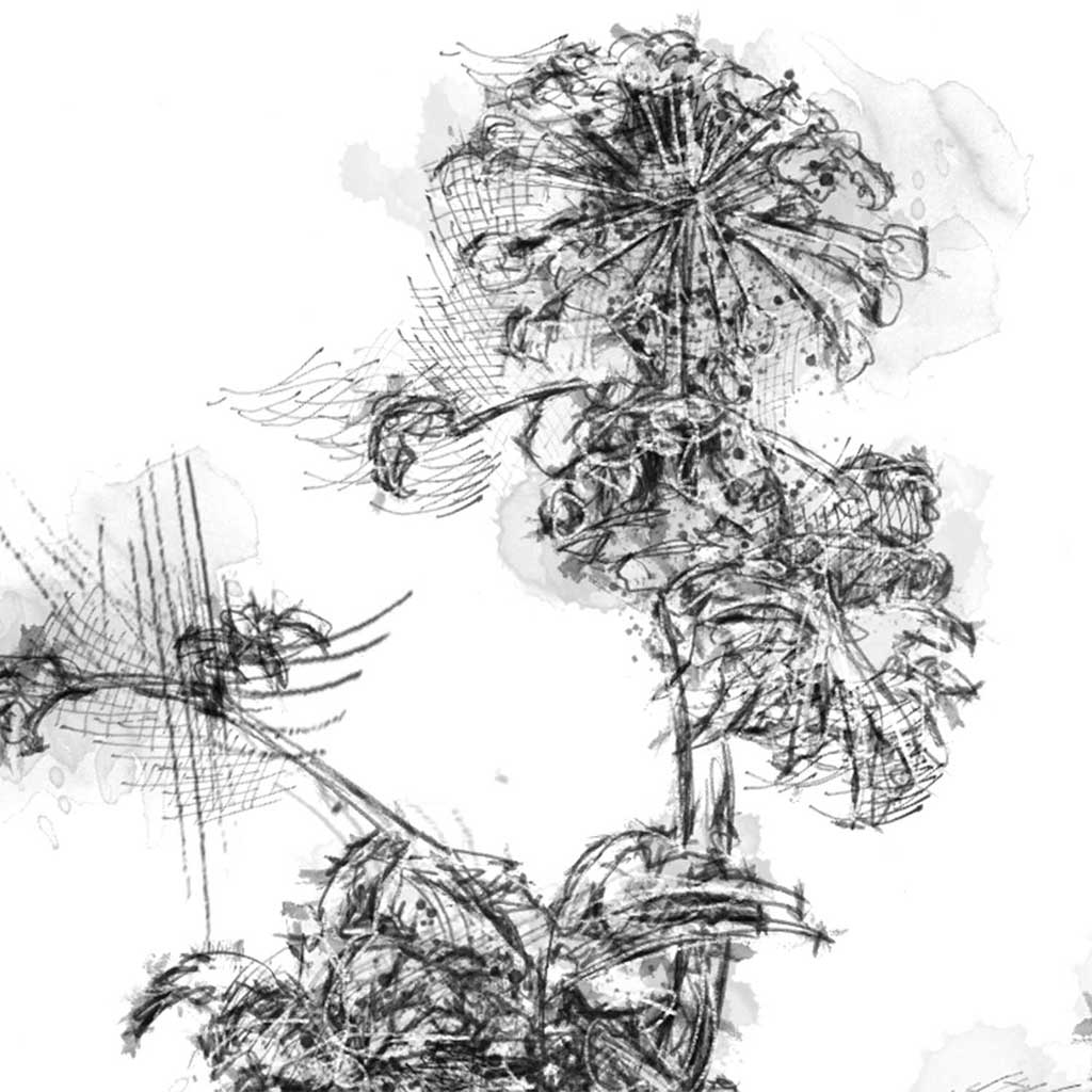 Giant hogweed