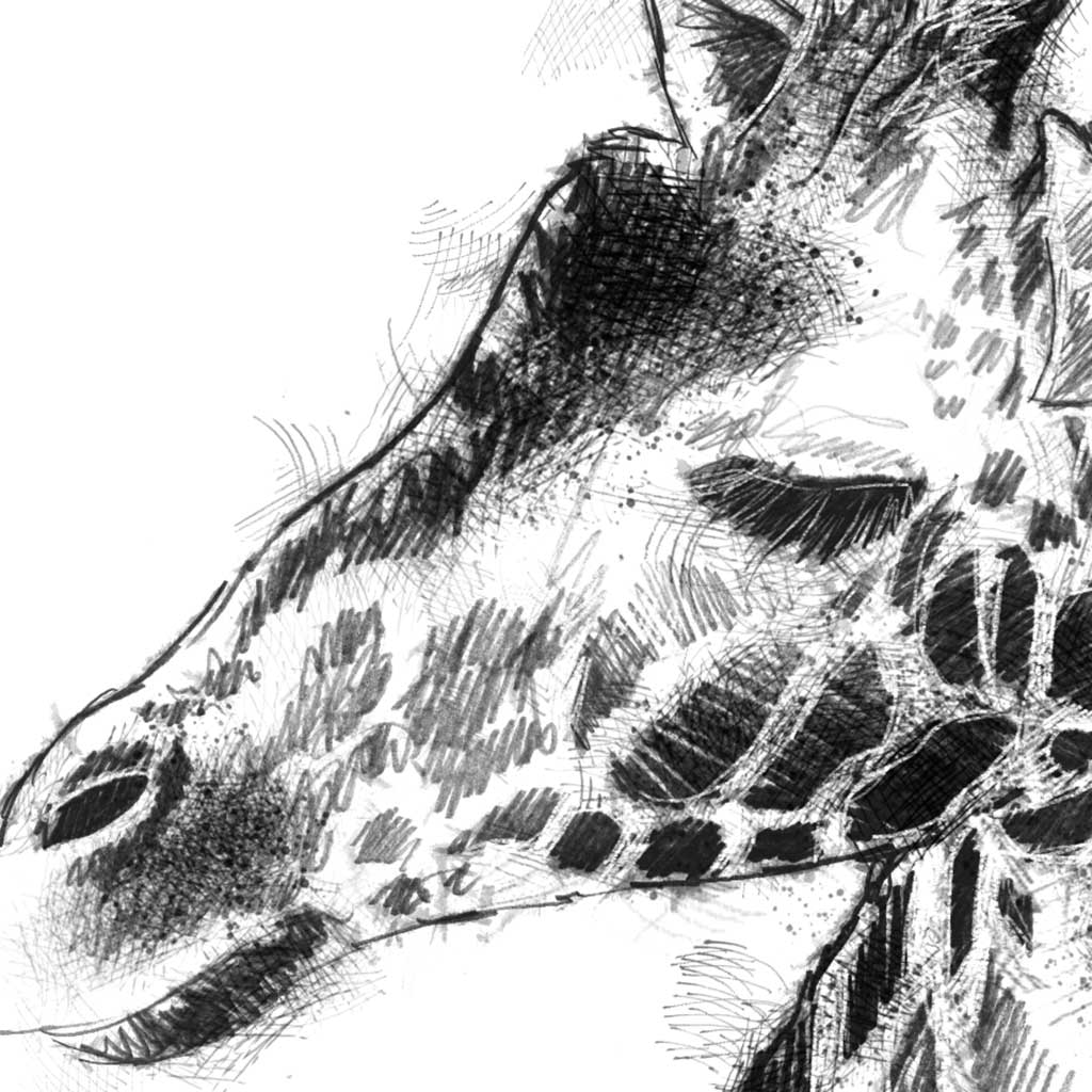 Giraffe head - BW Sketch