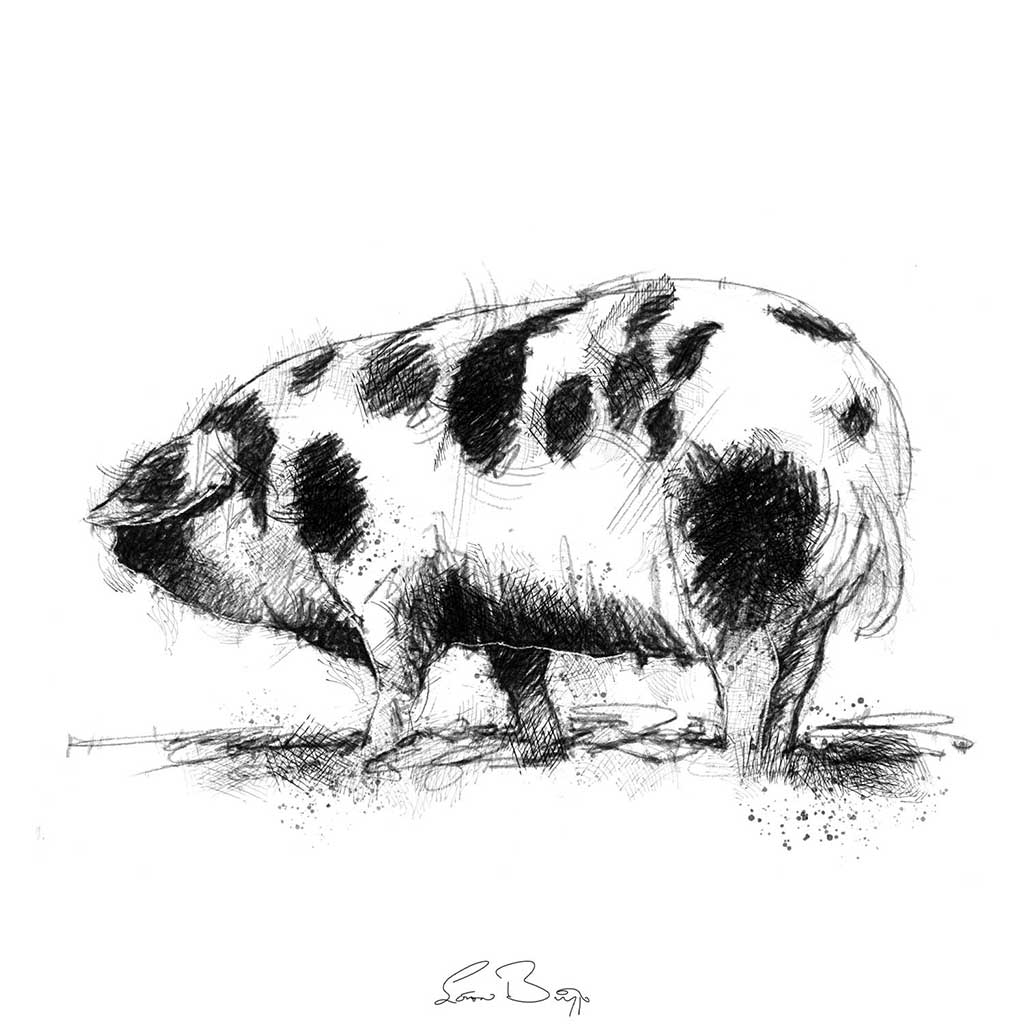 Gloucester old spot pig
