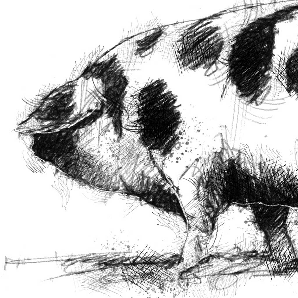 Gloucester old spot pig