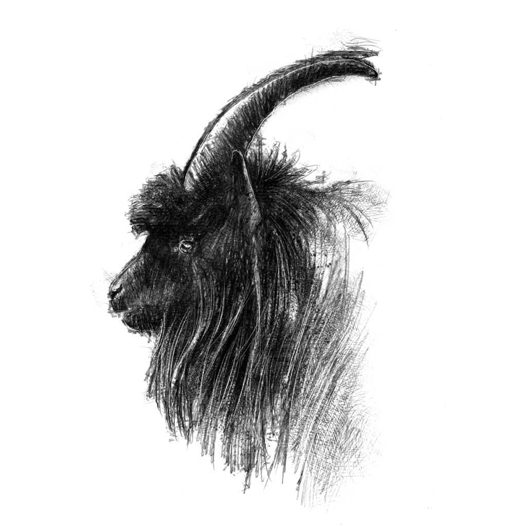 Billy goat