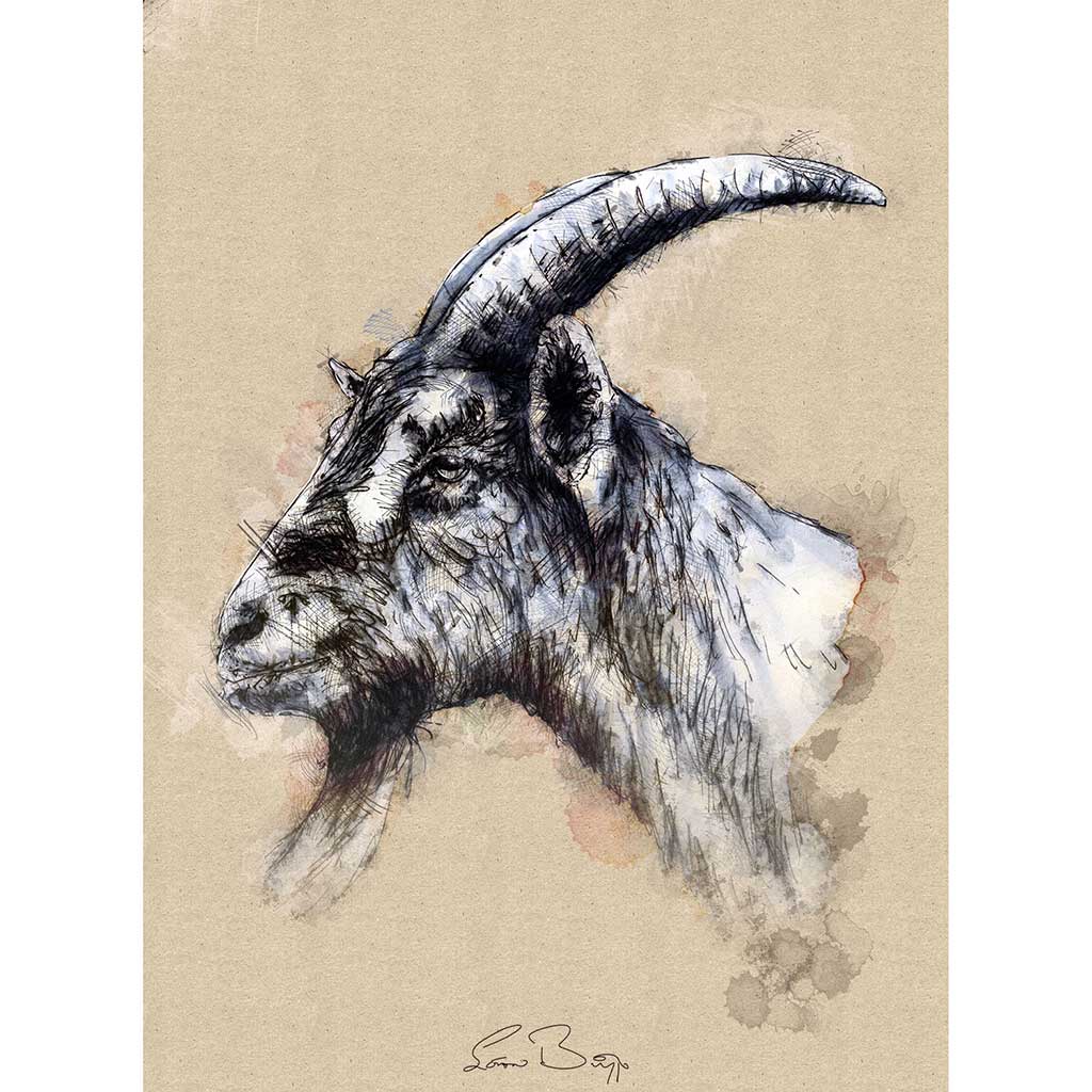 Nanny goat