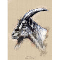 Nanny goat