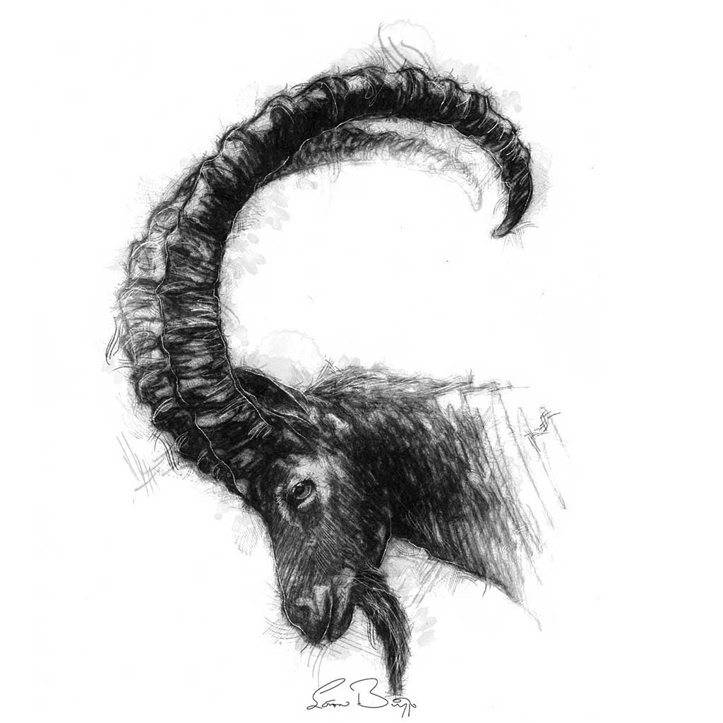 Horned goat