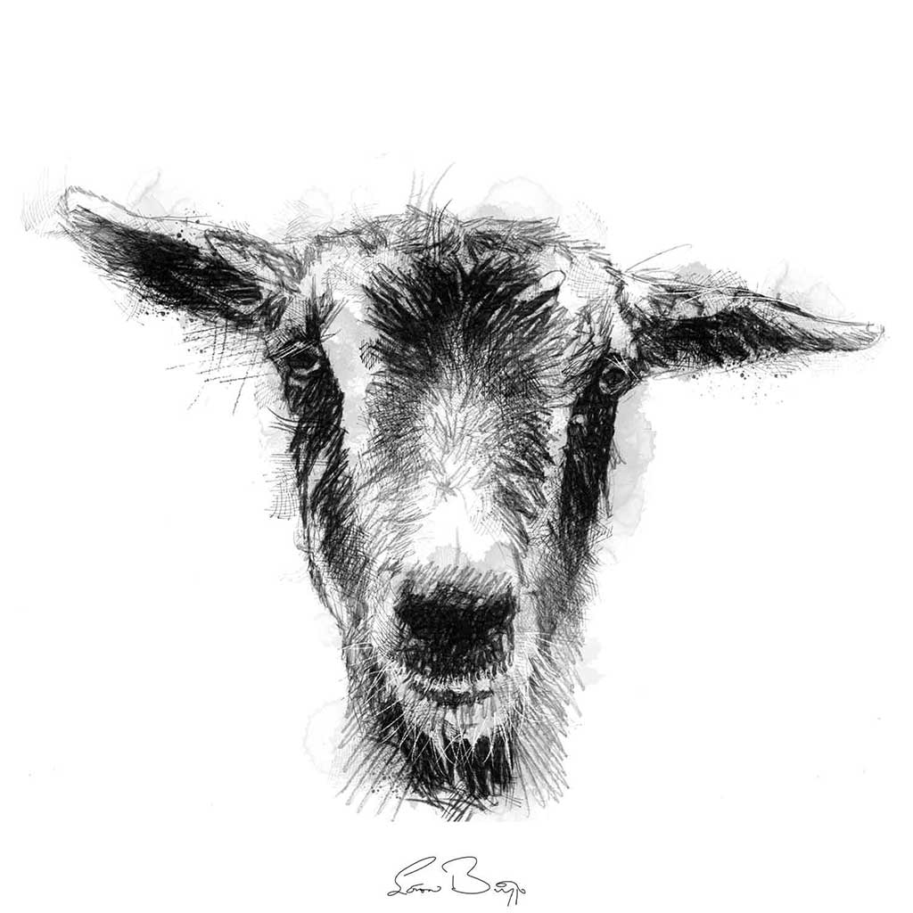 Nanny goat