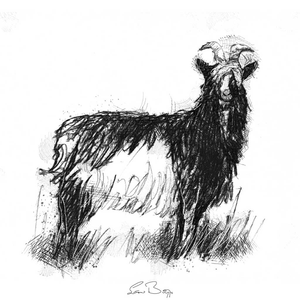 Shaggy goat