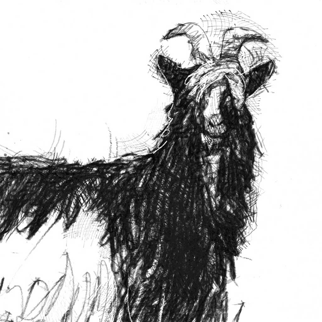 Shaggy goat