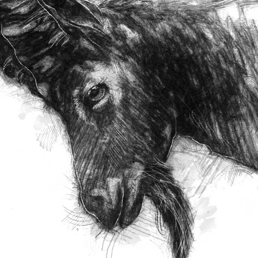 Horned goat