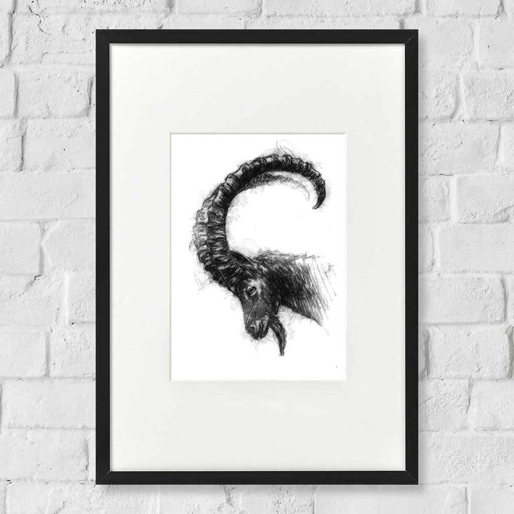 Horned goat