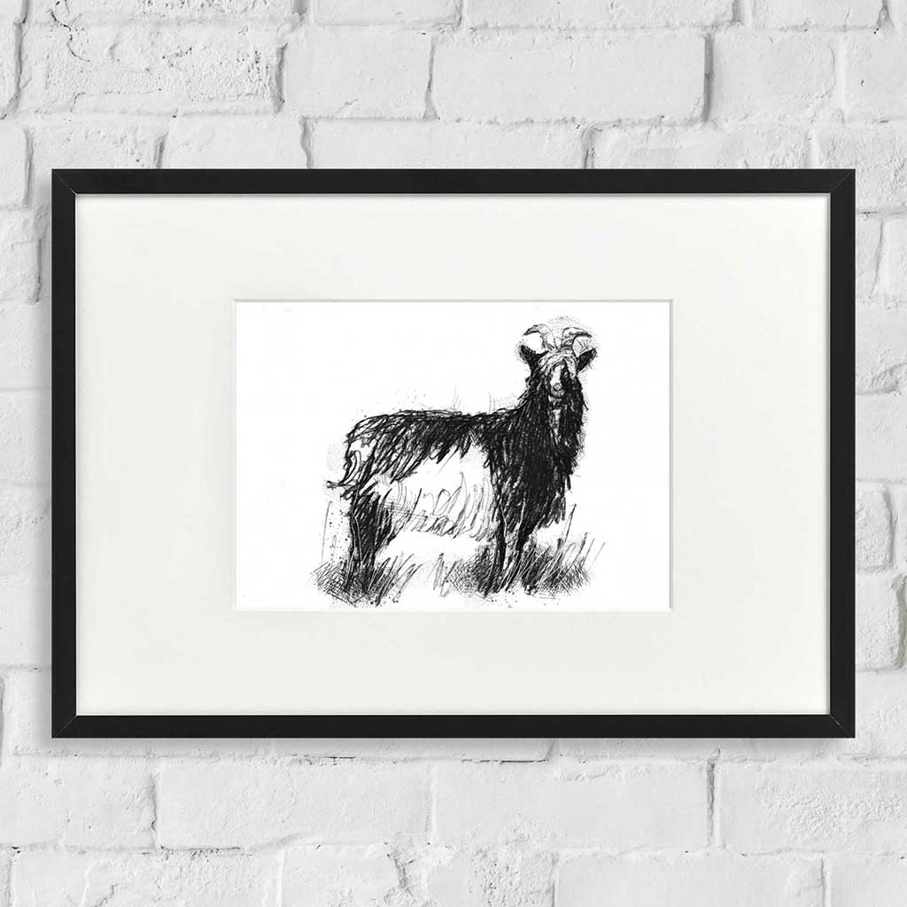 Shaggy goat